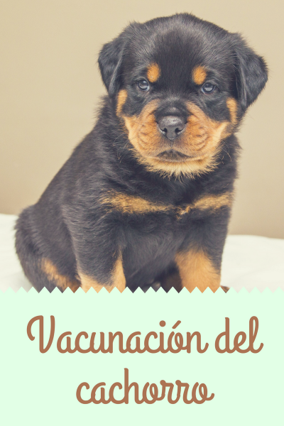 Vacunas del  cachorro